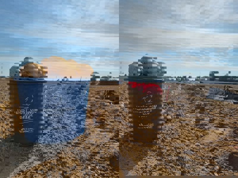 Seau de pommes de terre - Desmazières