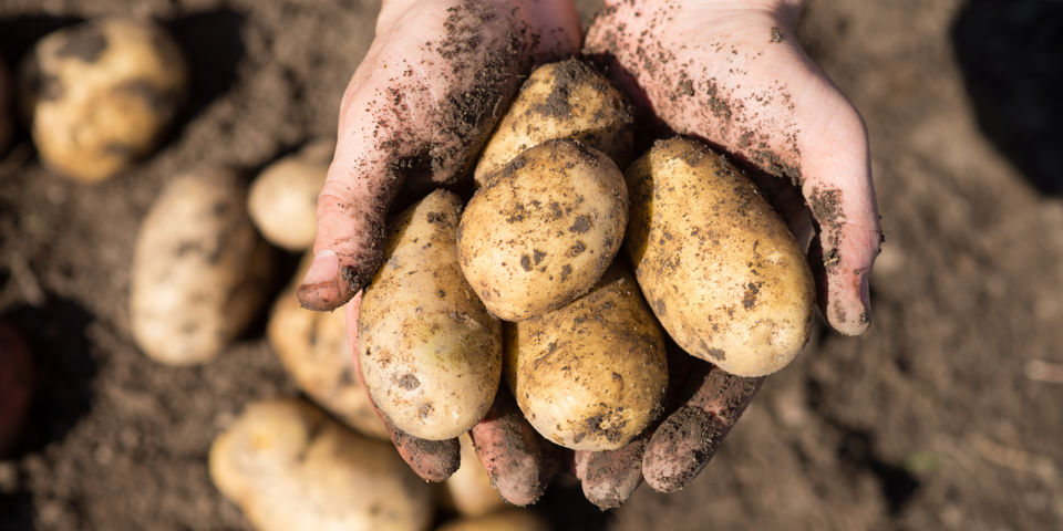 Pommes de terre dans des mains - Desmazières