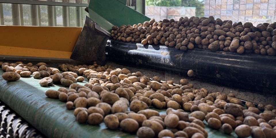 Triage de pommes de terre - Desmazières